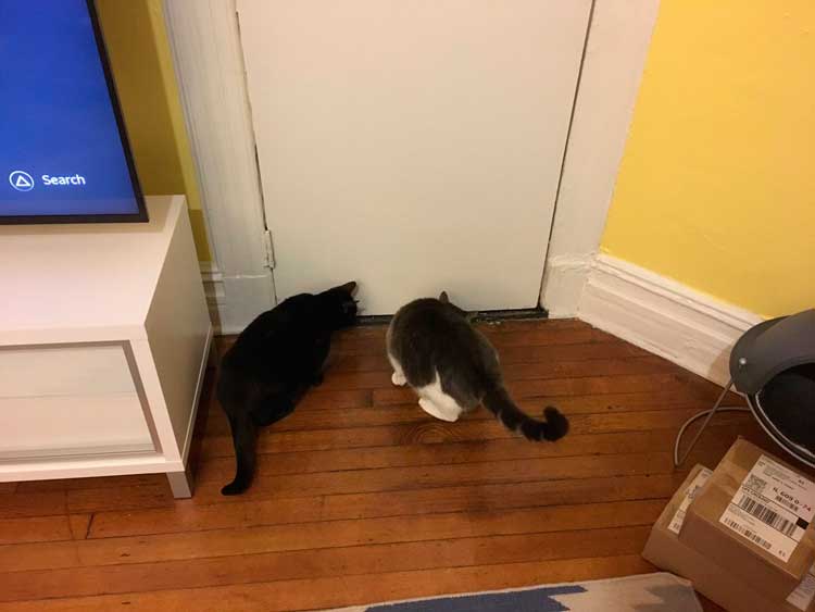 Two cats facing a door