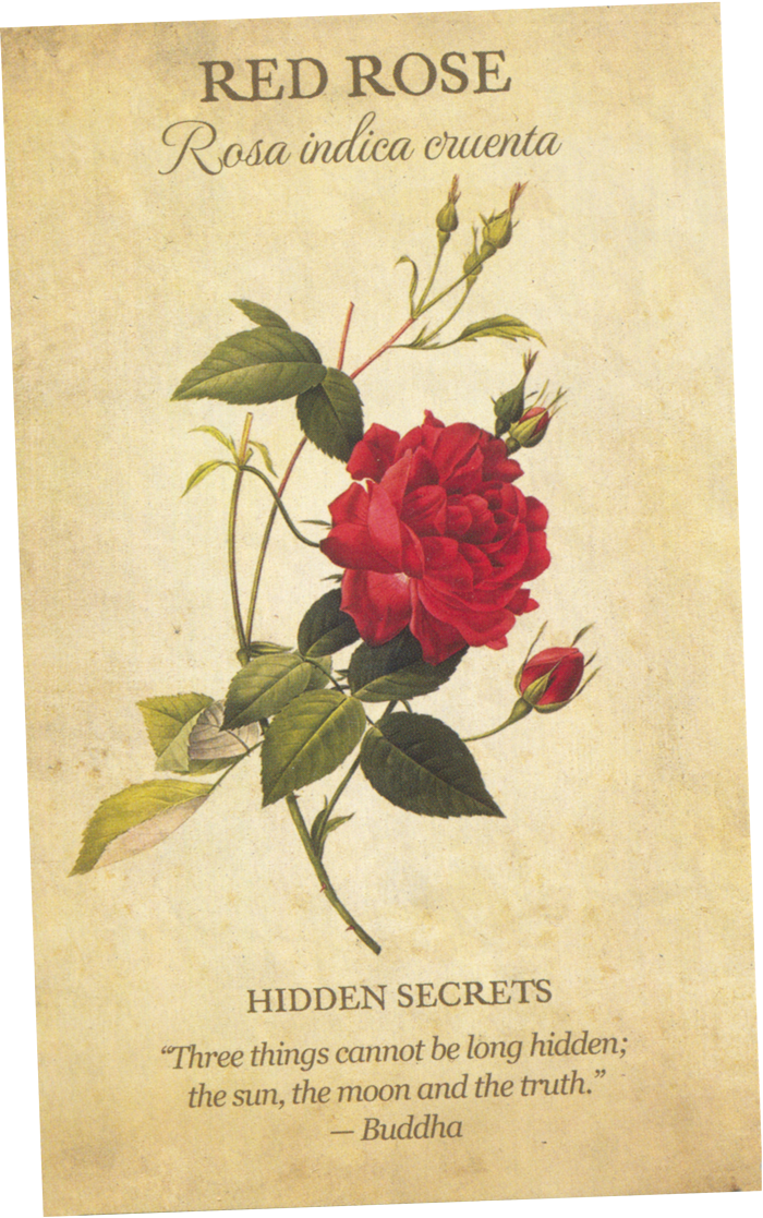 The Red Rose Card from the Botanical Inspirations Tarot Deck